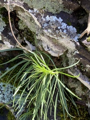 Asclepias verticillata