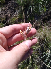 Astragalus conjunctus