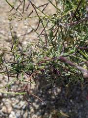 Caulanthus lasiophyllus