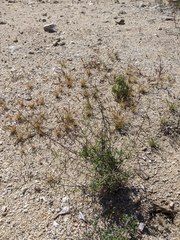 Caulanthus lasiophyllus