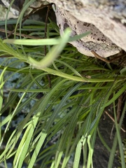Asclepias verticillata