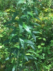 Lithospermum bejariense