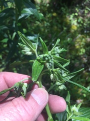 Lithospermum bejariense