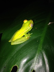 Boana rufitela