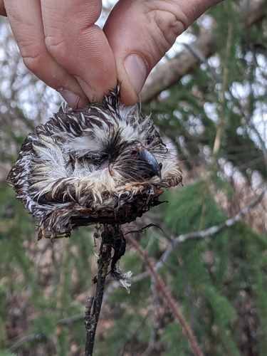Northern Saw-whet Owl photographed in Alaska