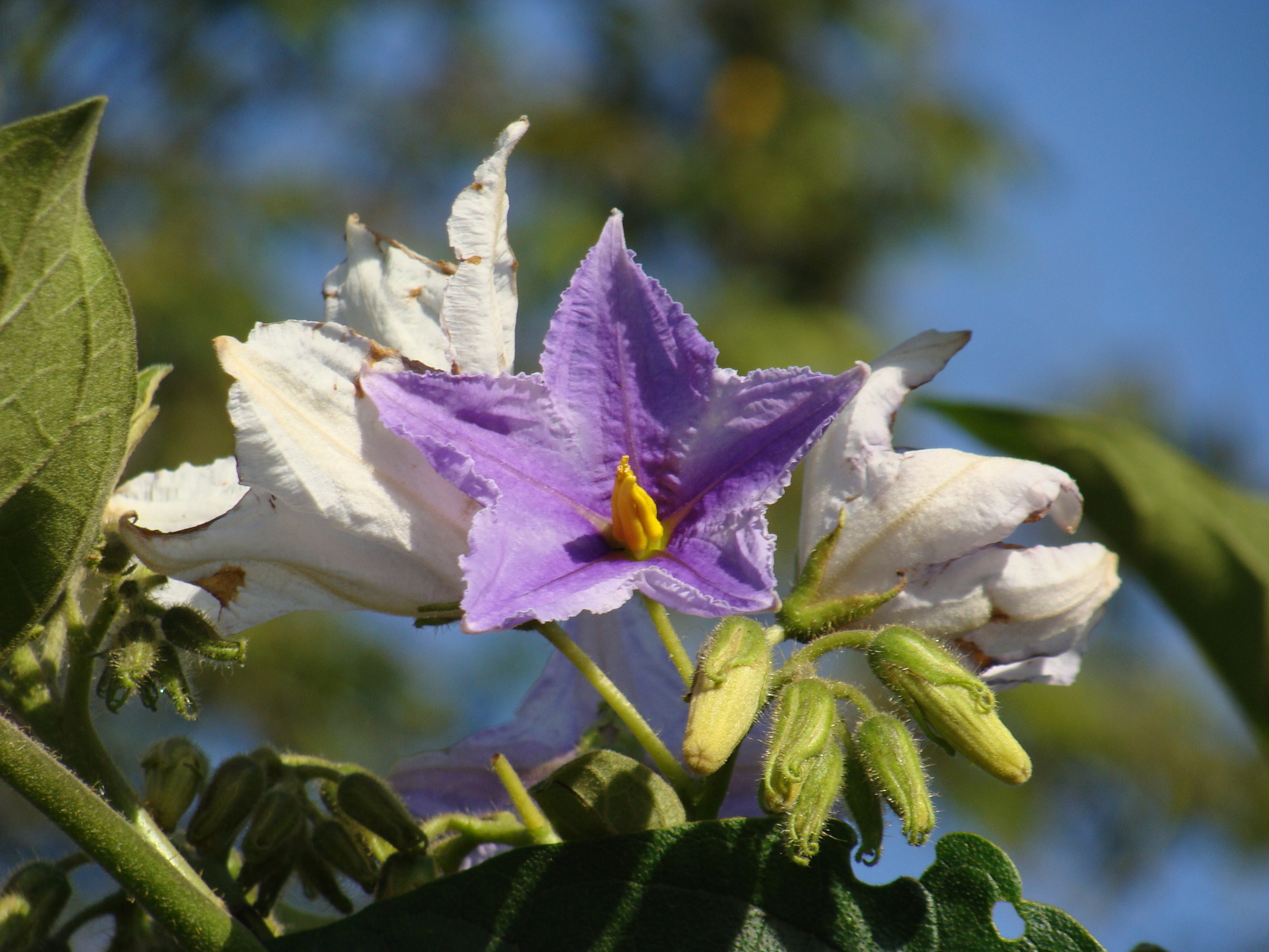 Solanum wrightii