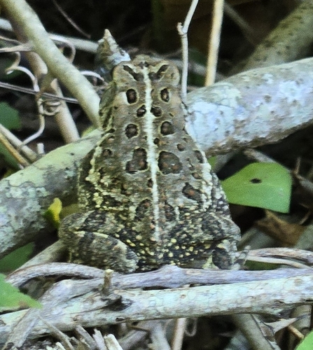Fowler's Toad