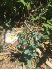 Eustoma exaltatum exaltatum
