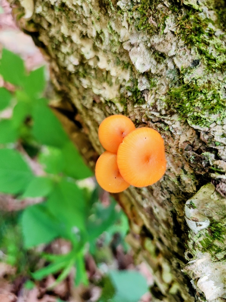 orange mycena · June 2026 · photo: Photo: (c) Kathy Hofmeyer Woughter, some rights reserved (CC BY) · iNaturalist