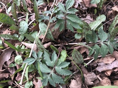 Hydrophyllum virginianum