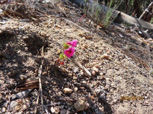 iNaturalist observation photo of Fremont's monkeyflower