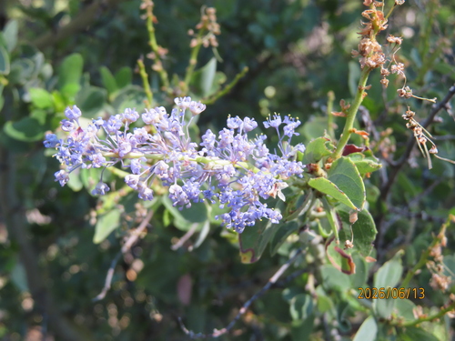 iNaturalist observation photo of chaparral whitethorn