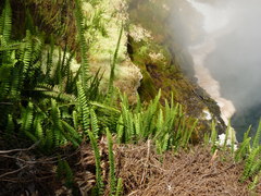 Nephrolepis flexuosa