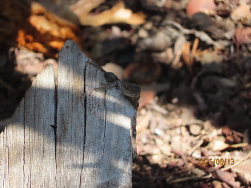 iNaturalist observation photo of Western Fence Lizard