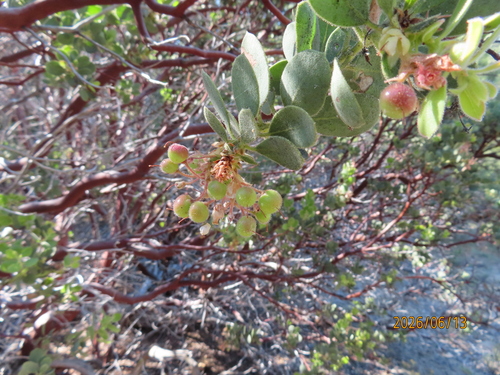 iNaturalist observation photo of Pringle's manzanita