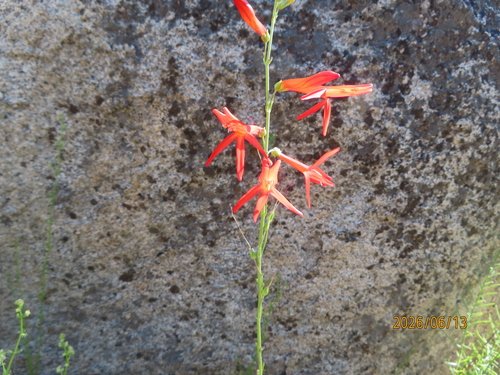 iNaturalist observation photo of San Gabriel beardtongue