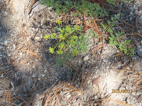 iNaturalist observation photo of Parish's umbrellawort