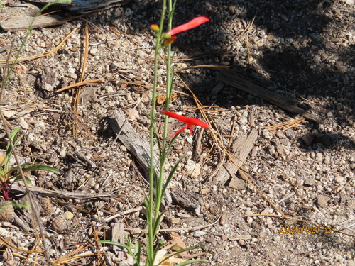 iNaturalist observation photo of San Gabriel beardtongue