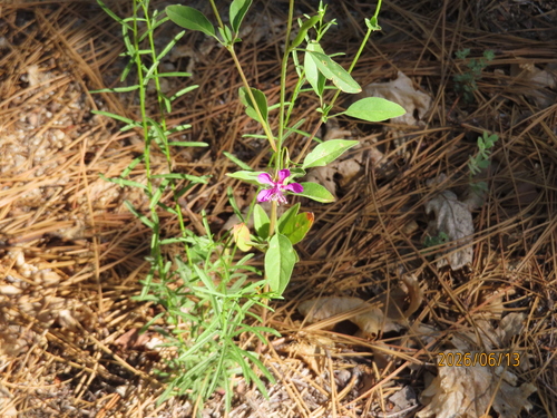 iNaturalist observation photo of diamond clarkia