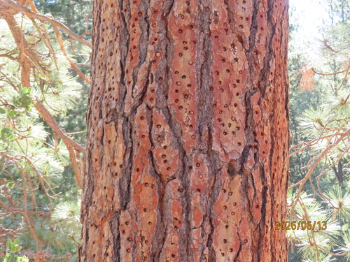 iNaturalist observation photo of Acorn Woodpecker