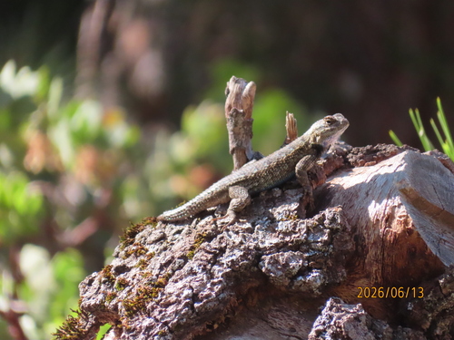 iNaturalist observation photo of Western Fence Lizard
