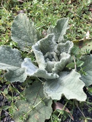 Verbascum thapsus thapsus