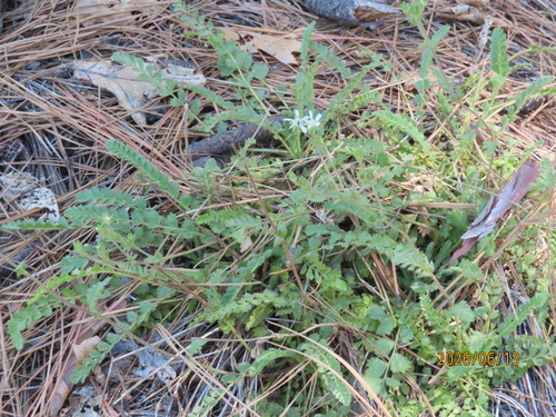 iNaturalist observation photo of Cleveland's horkelia