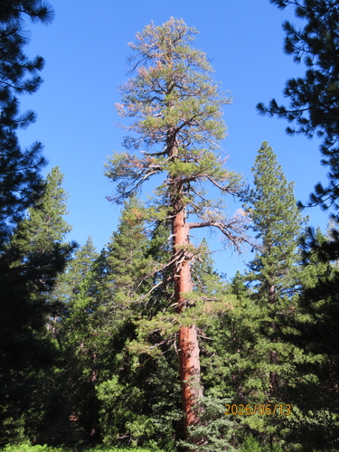 iNaturalist observation photo of Western Ponderosa Pine