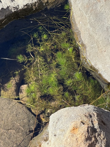 Myriophyllum quitense, 2026-06-13