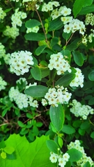 Spiraea × vanhouttei