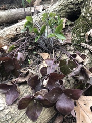 Hepatica acutiloba