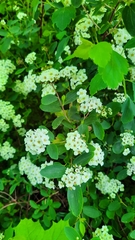 Spiraea × vanhouttei