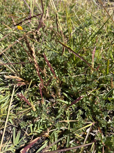 Stenotaphrum secundatum observed 2026-06-13