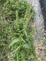 Rumex japonicus