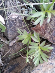 Hydrophyllum alpestre