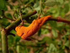 Phragmidium mucronatum