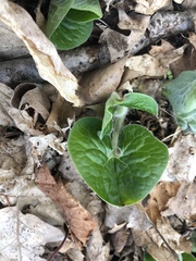 Asarum canadense