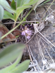 Hydrophyllum alpestre