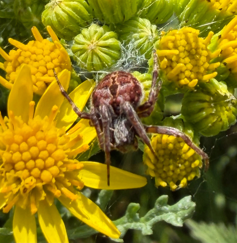 Gorse Orbweaver