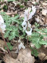 Dicentra cucullaria