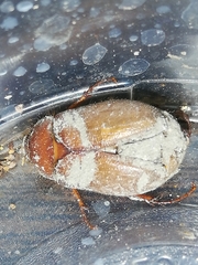 Phyllophaga