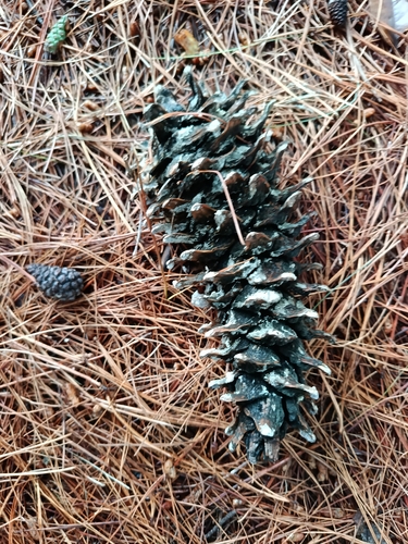 Pinus ayacahuite, 2026-06-13