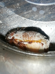 Phyllophaga
