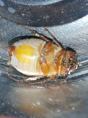 Phyllophaga