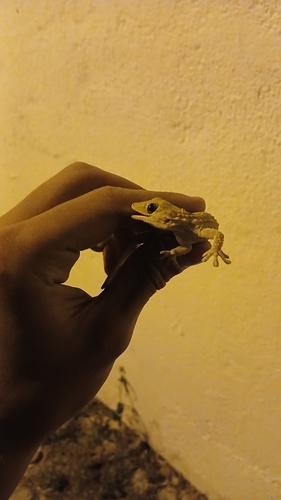 Moorish Gecko