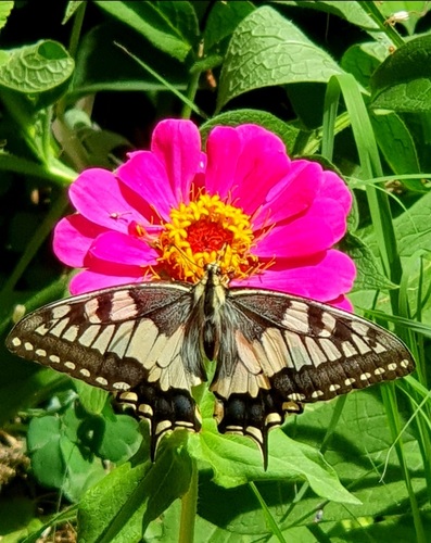 Old World Swallowtail