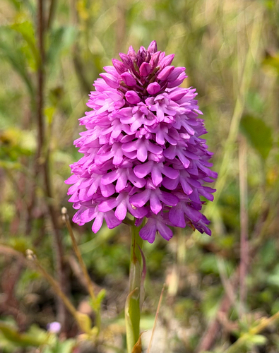 pyramidal orchid