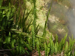 Nephrolepis flexuosa