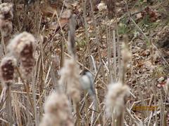 Poecile atricapillus