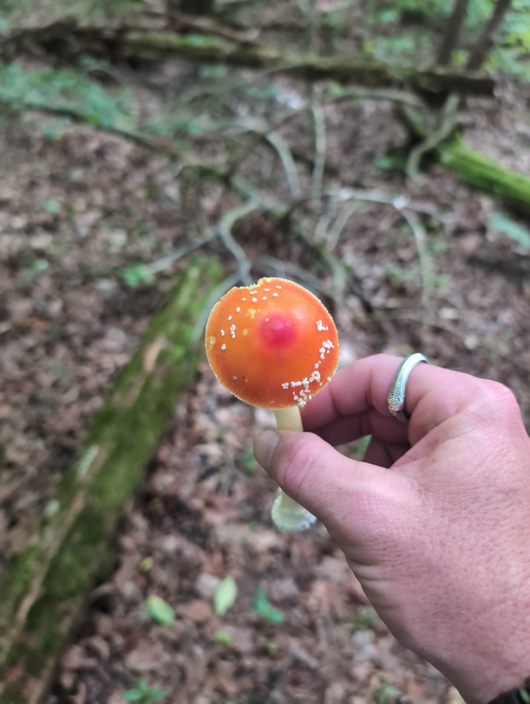 False Caesar's Mushroom · June 2026 · photo: Photo: (c) Dion Grimes, some rights reserved (CC BY) · iNaturalist